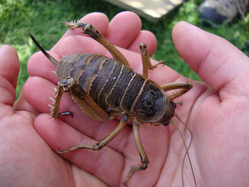 Deinacrida rugosa